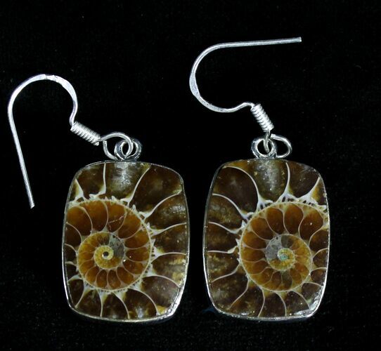 Fossil Ammonite Earrings - Sterling Silver #21071
